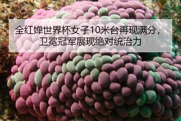 quan-hong-chan-shi-jie-bei-nv-zi-mi-tai-zai-xian-man-fen-wei-mian-guan-jun-zhan-xian-jue-dui-tong-zhi-li-2-500.jpg